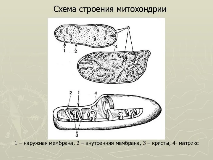 1 – наружная мембрана, 2 – внутренняя мембрана, 3 – кристы, 4- матрикс Схема строения митохондрии