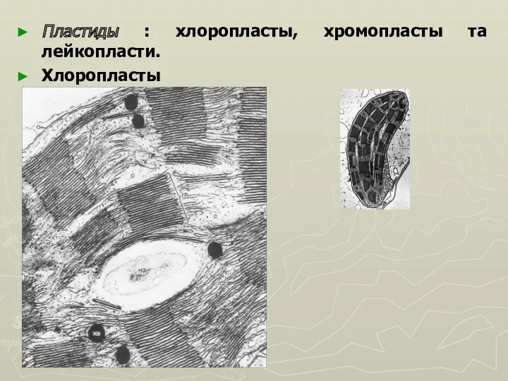 Пластиды : хлоропласты, хромопласты та лейкопласти. Хлоропласты