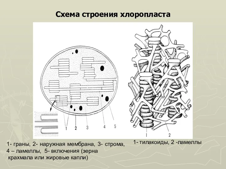 Схема строения хлоропласта 1- граны, 2- наружная мембрана, 3- строма,