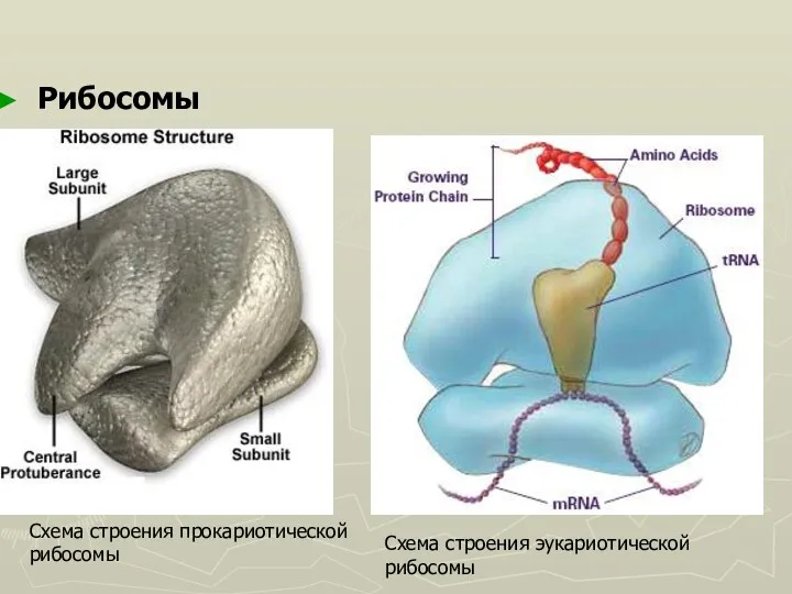 Рибосомы Схема строения прокариотической рибосомы Схема строения эукариотической рибосомы