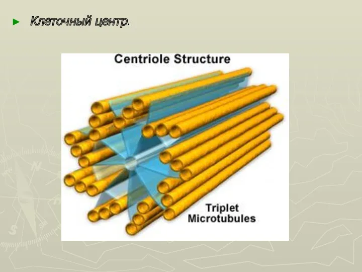 Клеточный центр.