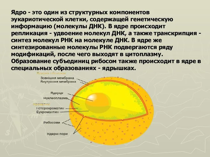 Ядро - это один из структурных компонентов эукариотической клетки, содержащей