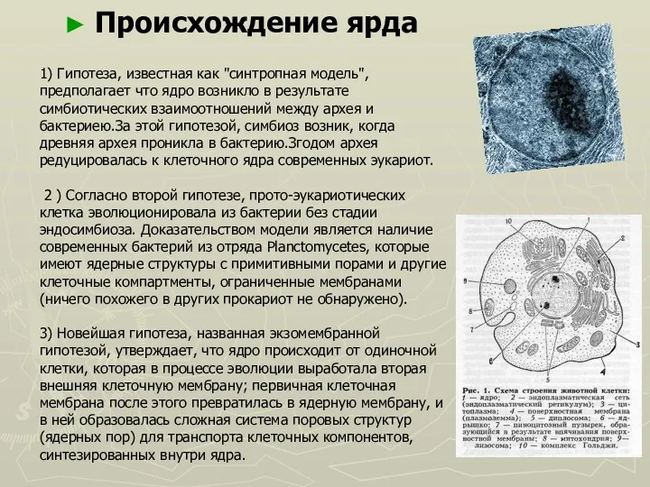 1) Гипотеза, известная как "синтропная модель", предполагает что ядро ​​возникло