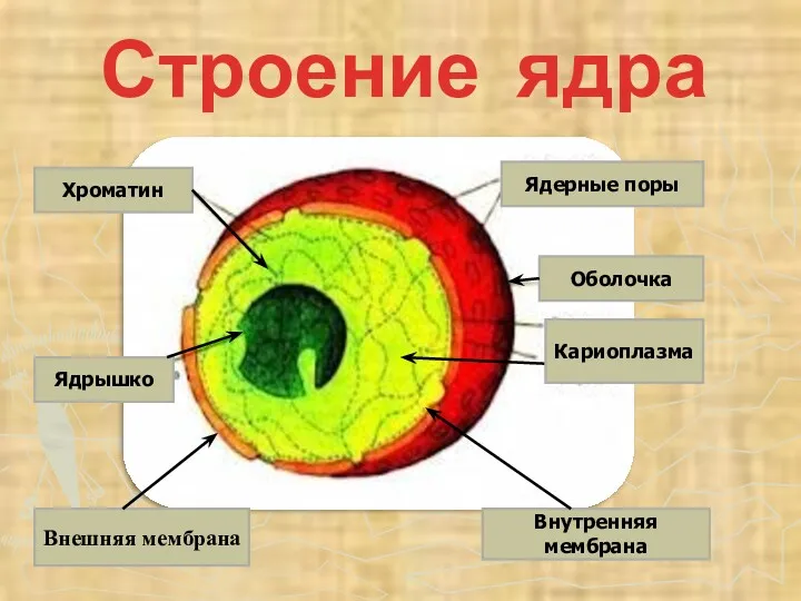 Строение ядра Ядрышко Внешняя мембрана Оболочка Ядерные поры Хроматин Внутренняя мембрана Кариоплазма