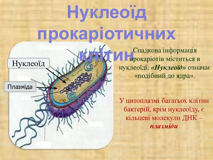 Нуклеоїд прокаріотичних клітин Спадкова інформація прокаріотів міститься в нуклеоїді. «Нуклеоїд»