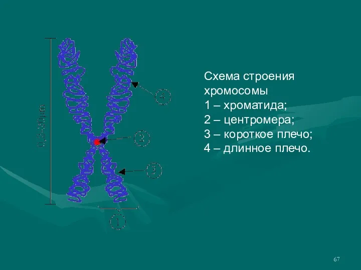 Схема строения хромосомы 1 – хроматида; 2 – центромера; 3