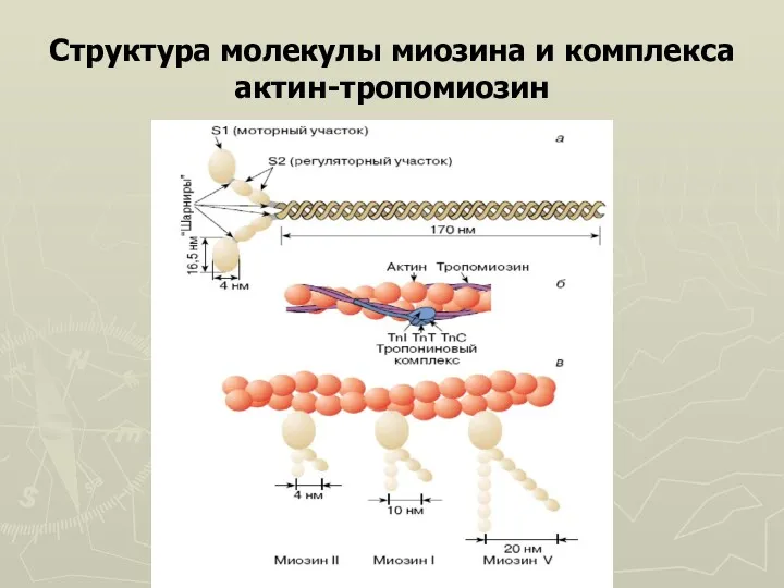 Структура молекулы миозина и комплекса актин-тропомиозин