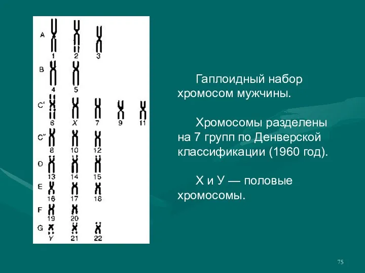 Гаплоидный набор хромосом мужчины. Хромосомы разделены на 7 групп по