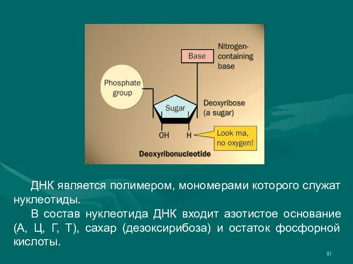 ДНК является полимером, мономерами которого служат нуклеотиды. В состав нуклеотида