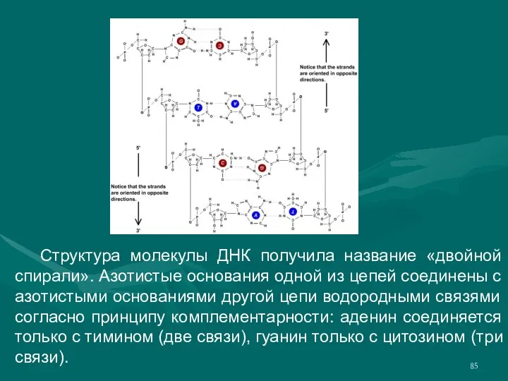 Структура молекулы ДНК получила название «двойной спирали». Азотистые основания одной