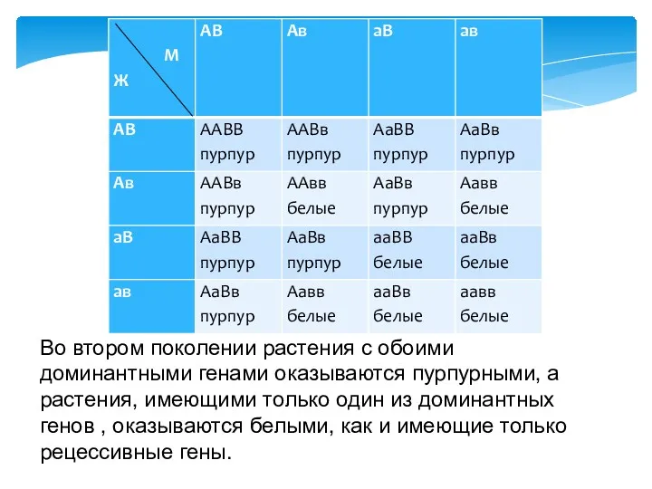 Во втором поколении растения с обоими доминантными генами оказываются пурпурными,