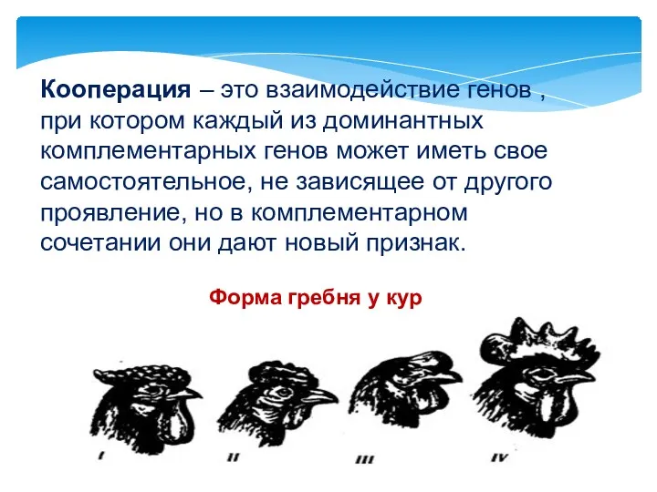 Кооперация – это взаимодействие генов , при котором каждый из доминантных комплементарных генов