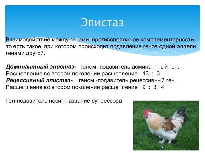 Эпистаз Взаимодействие между генами, противоположное комплементарности, то есть такое, при котором происходит подавление