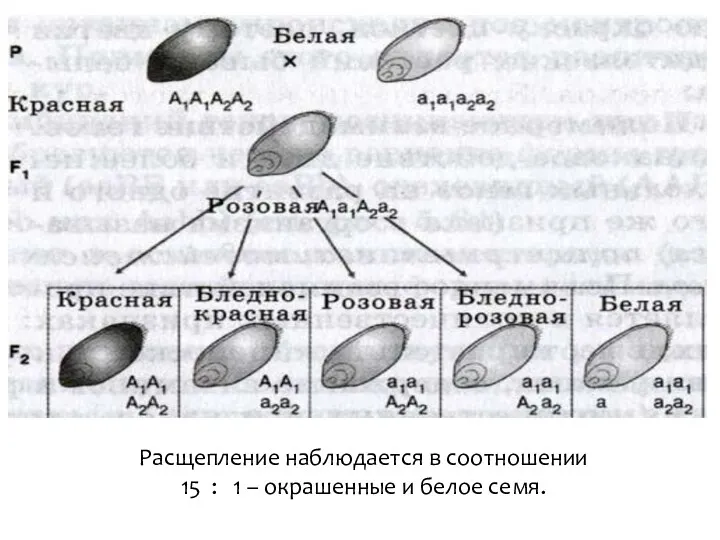 Расщепление наблюдается в соотношении 15 : 1 – окрашенные и белое семя.