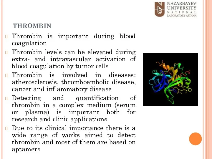 thrombin Thrombin is important during blood coagulation Thrombin levels can