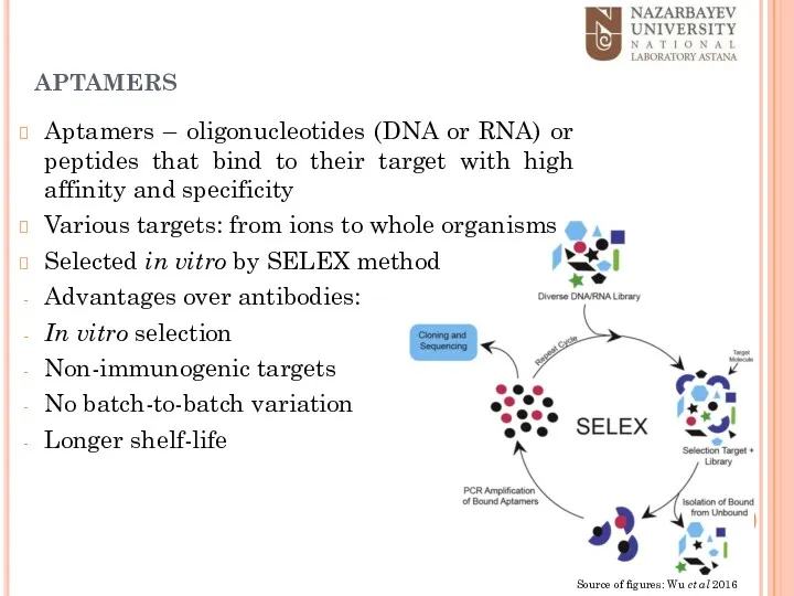 aptamers Aptamers – oligonucleotides (DNA or RNA) or peptides that