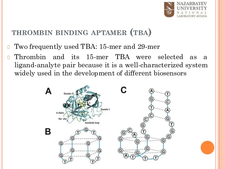 thrombin binding aptamer (tba) Two frequently used TBA: 15-mer and