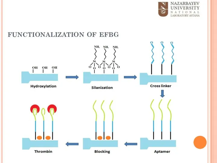 functionalization of efbg