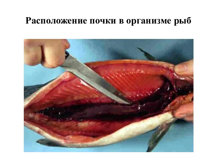 Расположение почки в организме рыб