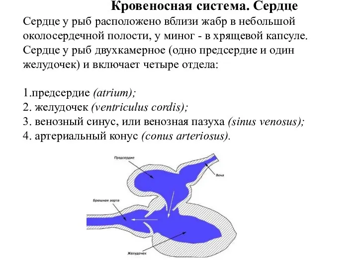 Кровеносная система. Сердце Сердце у рыб расположено вблизи жабр в