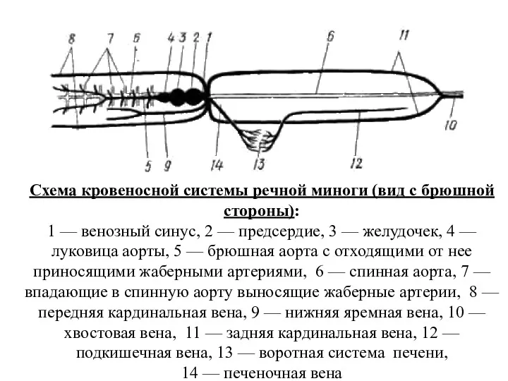 Схема кровеносной системы речной миноги (вид с брюшной стороны): 1