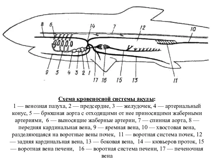 Схема кровеносной системы акулы: 1 — венозная пазуха, 2 —