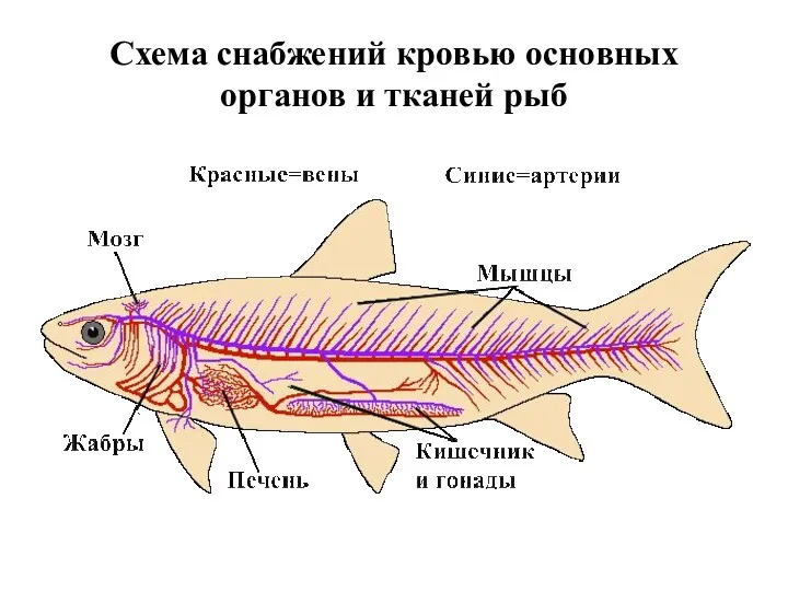 Схема снабжений кровью основных органов и тканей рыб
