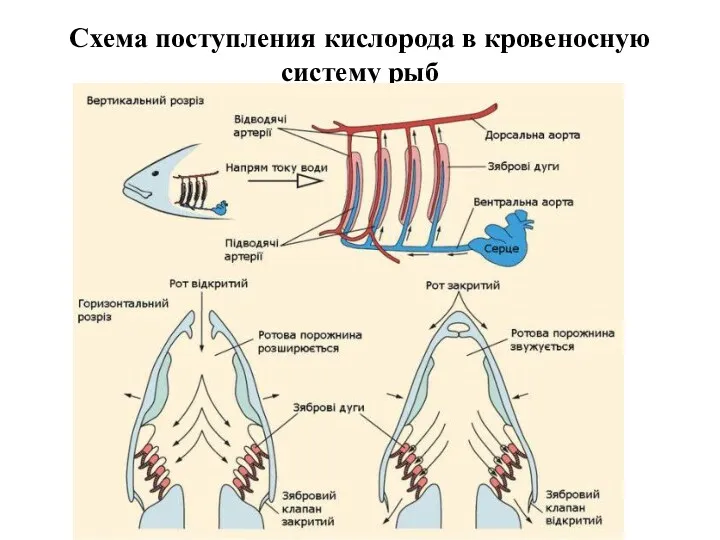 Схема поступления кислорода в кровеносную систему рыб