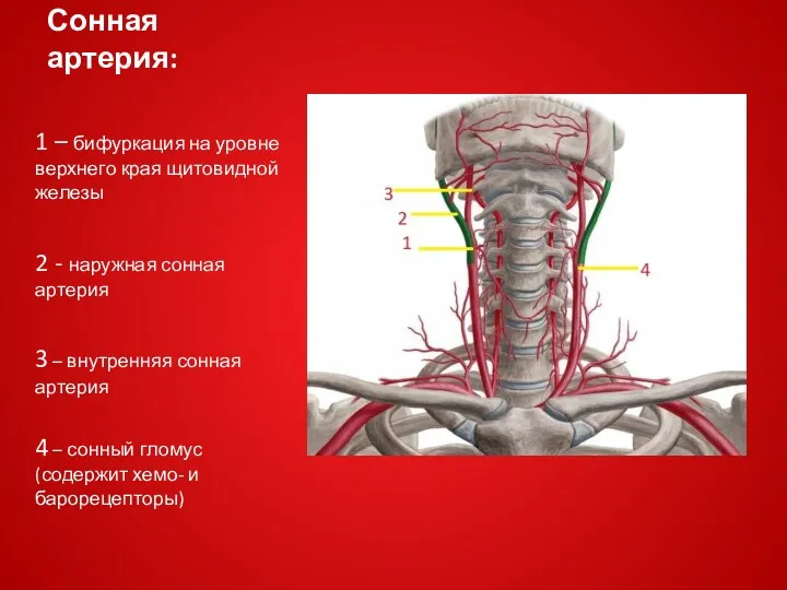 Сонная артерия: 1 – бифуркация на уровне верхнего края щитовидной