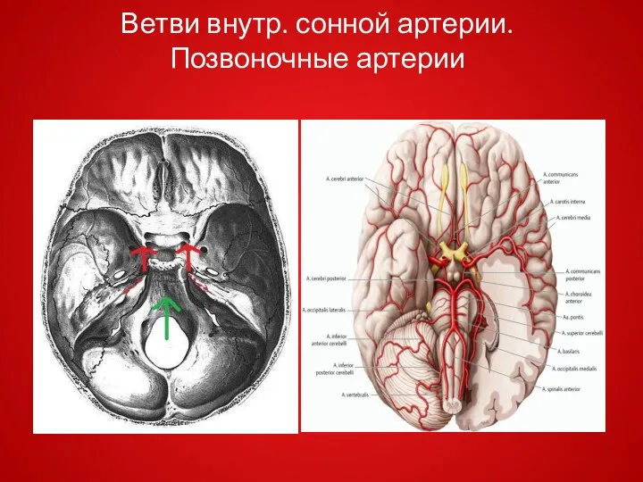 Ветви внутр. сонной артерии. Позвоночные артерии