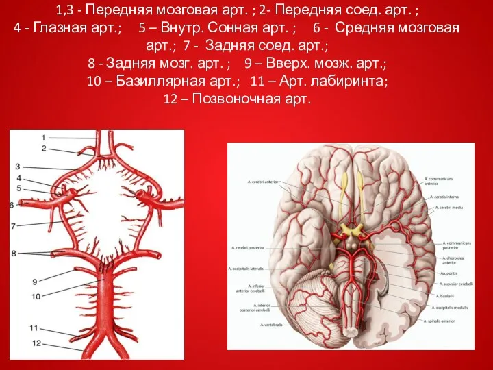 1,3 - Передняя мозговая арт. ; 2- Передняя соед. арт.