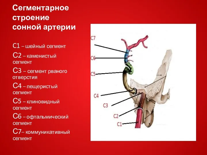 Сегментарное строение сонной артерии C1 – шейный сегмент С2 –