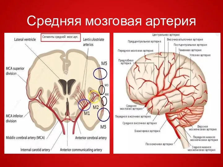 Средняя мозговая артерия