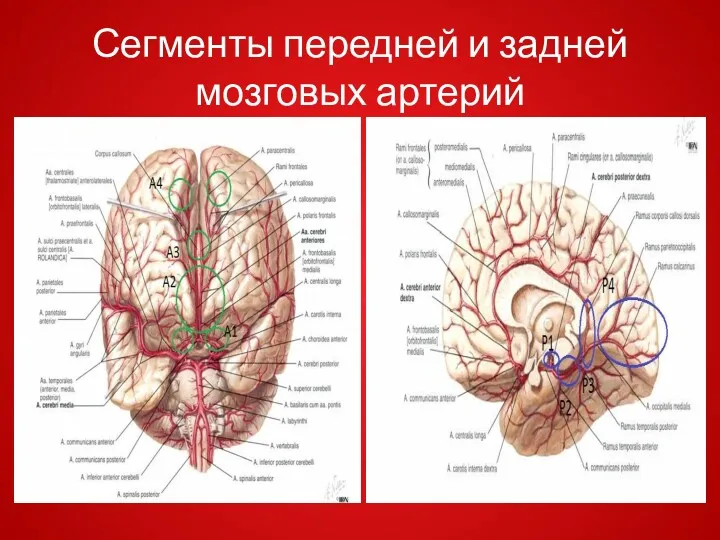 Сегменты передней и задней мозговых артерий