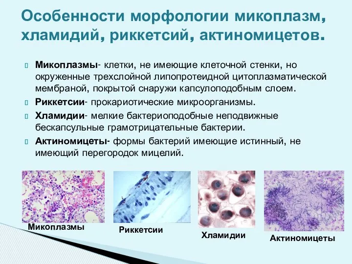 Микоплазмы- клетки, не имеющие клеточной стенки, но окруженные трехслойной липопротеидной