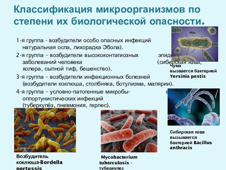 Классификация микроорганизмов по степени их биологической опасности. 1-я группа -