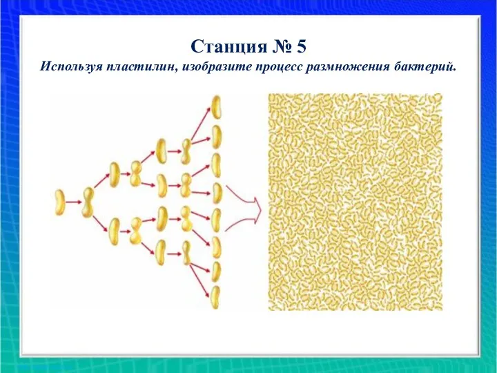 Станция № 5 Используя пластилин, изобразите процесс размножения бактерий.