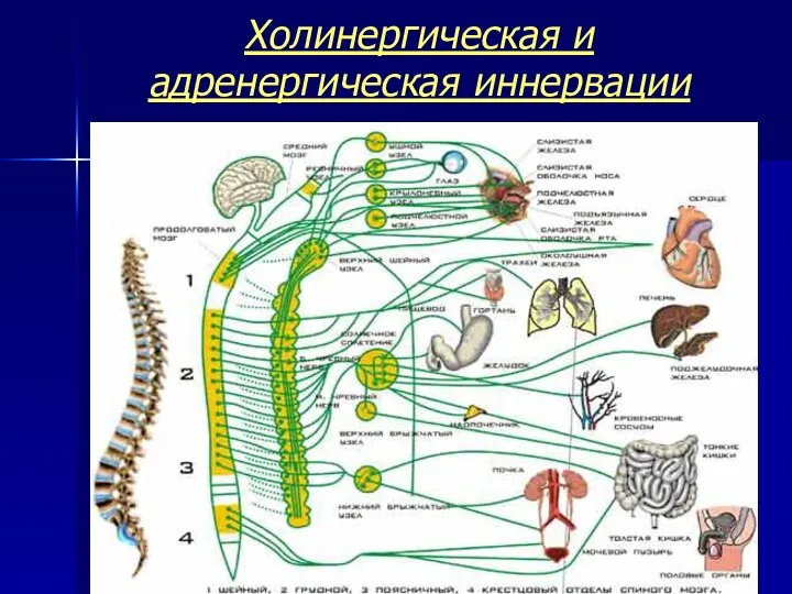 Холинергическая и адренергическая иннервации