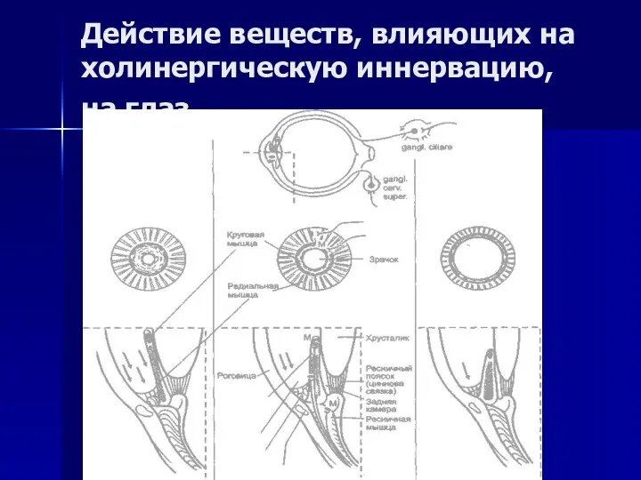 Действие веществ, влияющих на холинергическую иннервацию, на глаз.