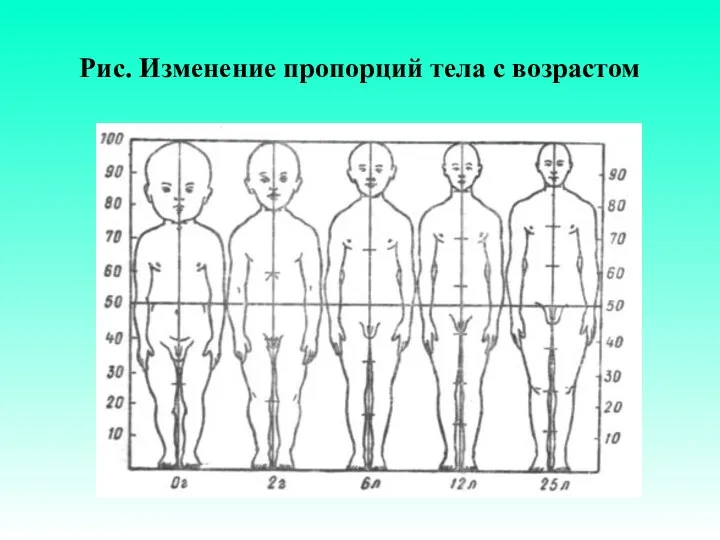 Рис. Изменение пропорций тела с возрастом