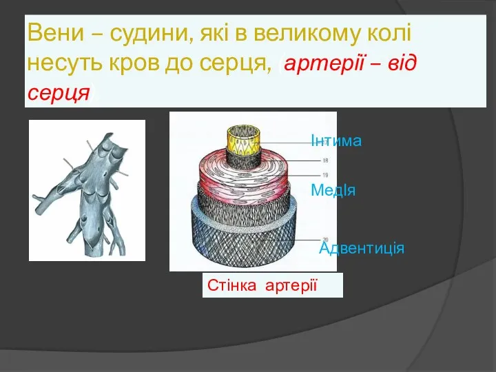 Вени – судини, які в великому колі несуть кров до