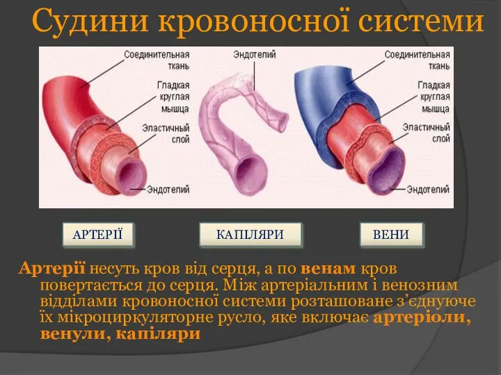 Судини кровоносної системи Артерії несуть кров від серця, а по