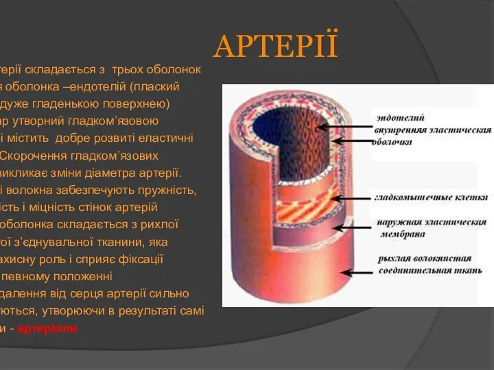 АРТЕРІЇ Стінка артерії складається з трьох оболонок Внутрішня оболонка –ендотелій