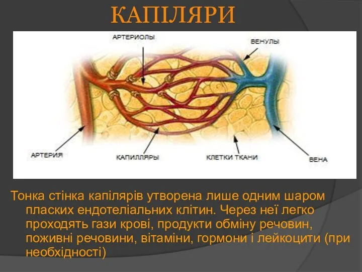 КАПІЛЯРИ Тонка стінка капілярів утворена лише одним шаром пласких ендотеліальних