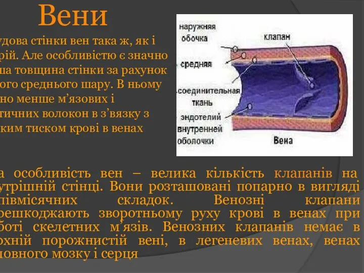 Вени Друга особливість вен – велика кількість клапанів на внутрішній