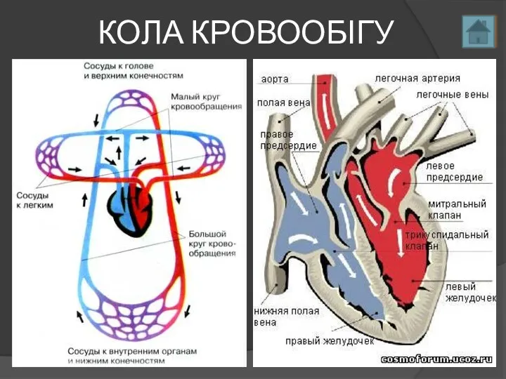 КОЛА КРОВООБІГУ