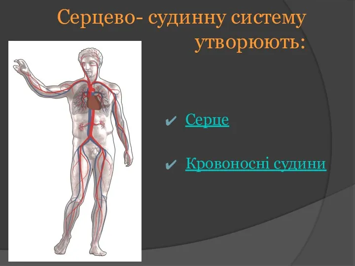 Серцево- судинну систему утворюють: Серце Кровоносні судини