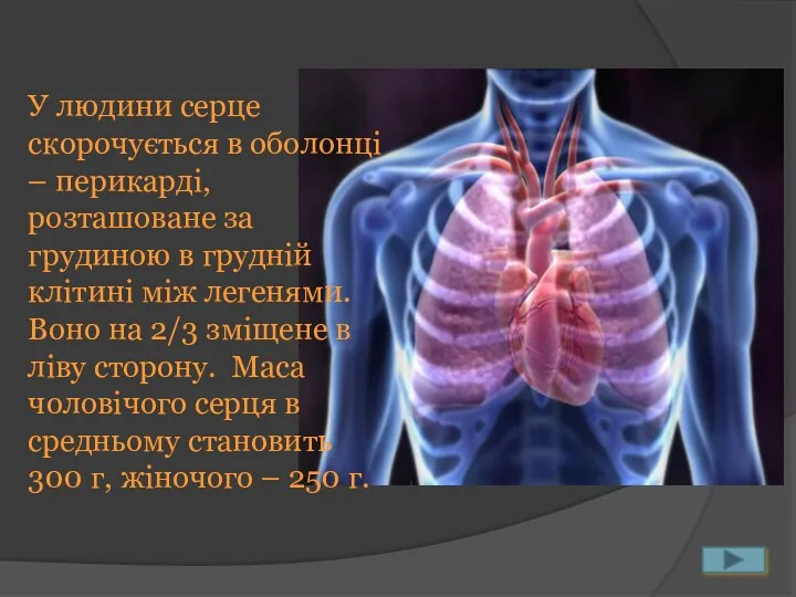 У людини серце скорочується в оболонці – перикарді, розташоване за