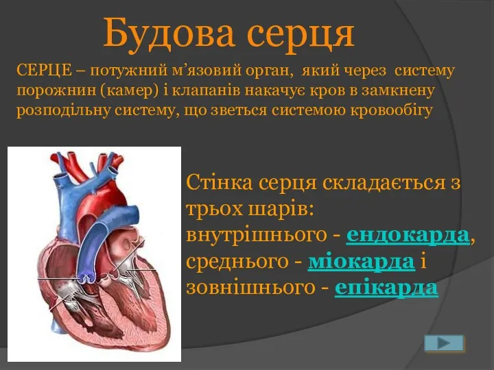 Будова серця СЕРЦЕ – потужний м’язовий орган, який через систему