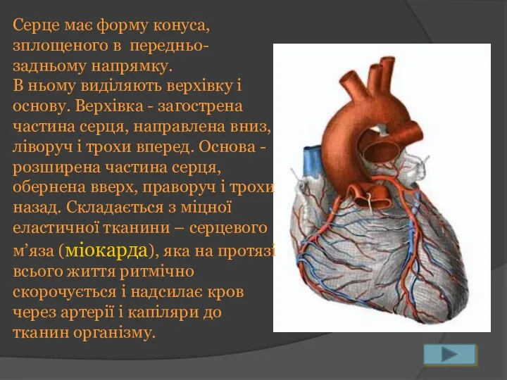 Серце має форму конуса, зплощеного в передньо-задньому напрямку. В ньому